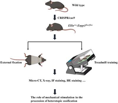 Effect of mechanical stimulation on tissue heterotopic ossification: an in vivo experimental study